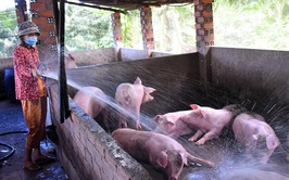 Các biện pháp phòng, chống nắng nóng cho đàn gia súc, gia cầm