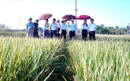 Phường Chương Mỹ đánh giá năng suất lúa vụ Xuân năm 2026, chuẩn bị sản xuất vụ Mùa