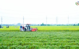 XÃ QUỐC OAI CHỦ ĐỘNG ĐẨY NHANH THU HOẠCH LÚA XUÂN, CHUẨN BỊ SẢN XUẤT VỤ MÙA 2026