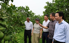 Hội nghị nghiên cứu “Đề tài khoa học cấp thành phố, sản phẩm dòng Bưởi Chum xã Phú Nghĩa, thành phố Hà Nội”