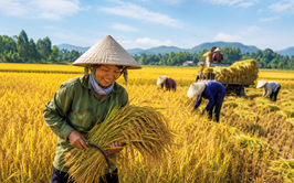 Thu hoạch lúa vụ xuân và xử lý rơm rạ sau thu hoạch