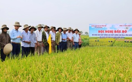 Hội nghị đầu bờ về mô hình sản xuất giống lúa chất lượng cao KOJI, ứng dụng mạ khay cấy máy vụ xuân năm 2026