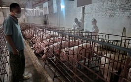 XÃ BA VÌ THỰC HIỆN LẤY MẪU GIÁM SÁT SAU TIÊM PHÒNG VẮC XIN LỞ MỒM LONG MÓNG ĐỢT 1 NĂM 2026