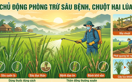 Hướng dẫn các biện pháp phòng trừ sâu bệnh, chuột hại lúa