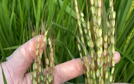 Chủ động phòng, trừ lúa cỏ trên đồng ruộng