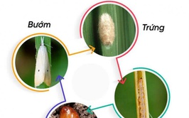Thông báo tình hình sâu đục thân hai chấm hại lúa và biện pháp phòng trừ
