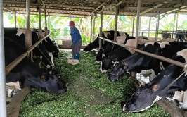 Xã Đoài Phương phát triển chăn nuôi bò sữa, nâng cao thu nhập cho người dân