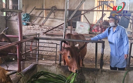 Trung tâm dịch vụ tổng hợp xã Kiều Phú khuyến cáo hộ chăn nuôi chủ động phòng ngừa bệnh lở mồm long móng cho đàn vật nuôi.