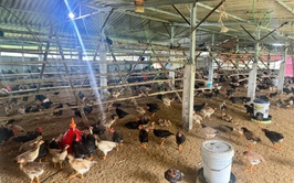 ĐOÀN TNCS HỒ CHÍ MINH XÃ XUÂN MAI TIẾP CẬN NGUỒN VỐN NHCSXH PHÁT TRIỂN KINH TẾ TẠI ĐỊA PHƯƠNG VÀ HỖ TRỢ THANH NIÊN KHỞI NGHIỆP