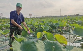 Phú Xuyên: Mở hướng làm giàu từ trồng sen kết hợp nuôi cá
