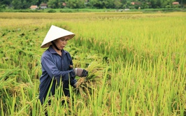 KHẨN TRƯƠNG THU HOẠCH LÚA XUÂN, TẬP TRUNG GIEO CẤY VỤ MÙA NĂM 2026