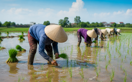 Hướng dẫn kỹ thuật sản xuất lúa vụ mùa năm 2026