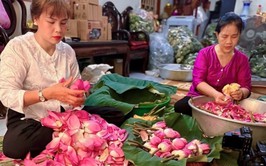 Trà sen Tây Hồ vào vụ