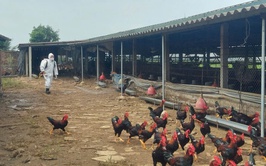 Xã Tiến Thắng đồng loạt phun khử trùng, tiêu độc phòng, chống dịch bệnh