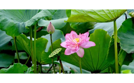 Dịu dàng sắc sen Bách Diệp ở hồ Tây