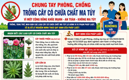 Nhận biết cây có chứa chất ma túy để phòng ngừa vi phạm pháp luật