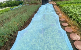 Chủ động chăm sóc cây trồng trong điều kiện nắng nóng, bảo vệ sản xuất vụ Mùa 2026