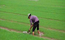 HƯỚNG DẪN THÂM CANH LÚA CẢI TIẾN SRI VỤ MÙA 2026