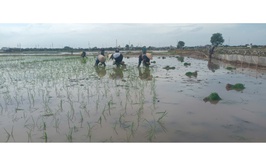 Xã Hồng Sơn phát huy trách nhiệm trong sản xuất nông nghiệp, quyết tâm hoàn thành kế hoạch vụ Mùa 2026