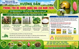 HƯỚNG DẪN Biện pháp phòng trừ ốc bươu vàng hại lúa Mùa năm 2026