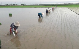 ỨNG DỤNG THÂM CANH LÚA CẢI TIẾN SRI: GIẢM CHI PHÍ - TĂNG NĂNG SUẤT - THÂN THIỆN VỚI MÔI TRƯỜNG