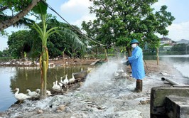 Bát Tràng triển khai phun diệt ruồi, tăng cường bảo vệ đàn vật nuôi