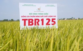Hội thảo đầu bờ đánh giá mô hình sản xuất các giống lúa mới TBR 125, Đông A2