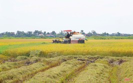 Nhân dân xã Hòa Phú đẩy nhanh tiến độ thu hoạch lúa vụ Xuân và triển khai sản xuất vụ Mùa năm 2026