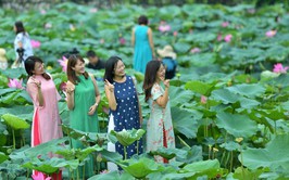 Sen Hồ Tây làm đắm say du khách