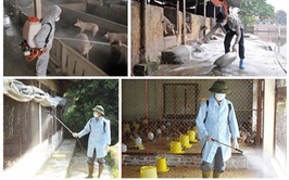Hoài Đức tiến hành phun hóa chất khử trùng và diệt ruồi diện rộng trên tổng diện tích hơn 118 nghìn m2 sau tiêm phòng đại trà đợt 1/2026