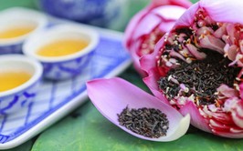Trăm cánh sen hồng