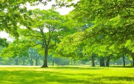 Tuyên truyền, giải tỏa cây cối, hoa màu phục vụ thực hiện Dự án nạo vét tuyến kênh T1-2, T1-3 trên địa bàn xã