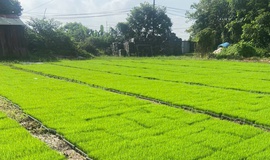 NÔNG DÂN XÃ THƯ LÂM TÍCH CỰC XUỐNG ĐỒNG GIEO CẤY VỤ MÙA