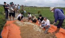 HTX nông nghiệp Ninh Sở (xã Hồng Vân) diệt chuột, bảo vệ lúa vụ mùa 2025.