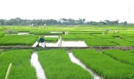 XÃ BÌNH MINH TẬP TRUNG CHỈ ĐẠO SẢN XUẤT VỤ MÙA NĂM 2025: ĐẨY NHANH TIẾN ĐỘ GIEO CẤY, CHỦ ĐỘNG PHÒNG TRỪ DỊCH HẠI