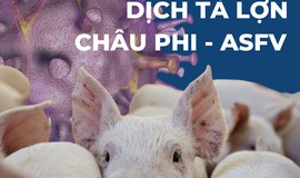 MỘT SỐ HÀNH VI VI PHẠM TRONG CHĂN NUÔI