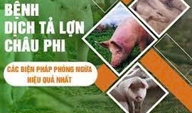 Phường Long Biên: Tăng cường biện pháp phòng, chống dịch tả lợn Châu Phi
