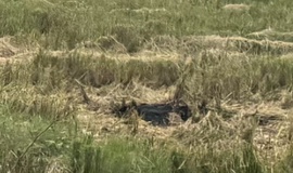 Công văn tăng cường công tác tuyên truyền, kiểm tra, xử lý tình trạng phơi thóc, đốt rơm rạ gây mất an toàn giao thông và ô nhiễm môi trường