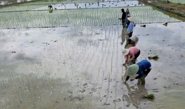 Trung tâm dịch vụ tổng hợp xã Bình Minh hướng dẫn một số biện pháp canh tác lúa cải tiến (SRI) vụ xuân năm 2026