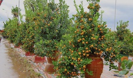 Những phong tục truyền thống của người Việt cho năm mới may mắn