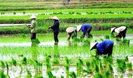 Sản xuất vụ xuân ở xã Bình Minh