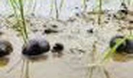 Hướng dẫn Biện pháp phòng trừ Ốc Bươu Vàng hại lúa Xuân 2026