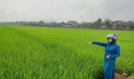 PHÒNG TRỪ BỆNH ĐẠO ÔN HẠI LÚA VỤ XUÂN NĂM 2026