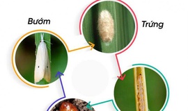 Thông báo tình hình sâu đục thân hai chấm hại lúa và biện pháp phòng trừ