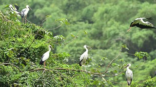 Hà Nội công bố danh mục thủ tục hành chính lĩnh vực bảo tồn thiên nhiên và đa dạng sinh học