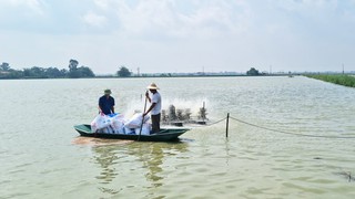 Hà Nội phê duyệt 58 quy trình nội bộ, quy trình điện tử lĩnh vực Chăn nuôi, Thú y và Thủy sản
