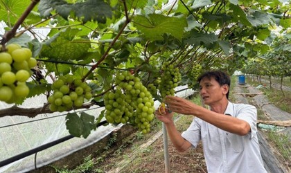 Mô hình trồng nho mang lại hiệu quả kinh tế cao tại xã Liên Minh