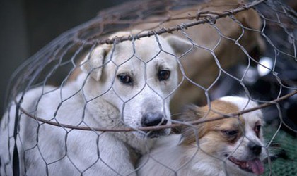 Kế hoạch phòng, chống bệnh dại; bắt và xử lý chó thả rông năm 2025