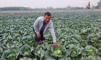 Nông dân Phú Xuyên làm giàu từ Nông nghiệp