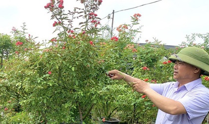 Người nông dân tiêu biểu làm giàu từ trồng hoa